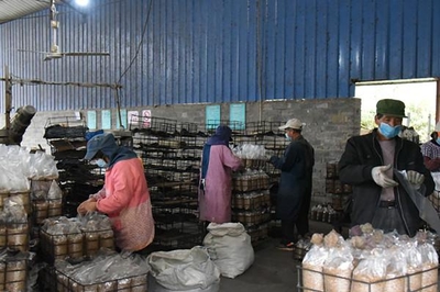 浙江江山 专班化服务助力食用菌企业复工复产，保障食用农产品批发畅通